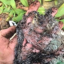 100% Compostable de cocina Cling Wrap biodegradable de maíz PLA Film Food Roll con cortador de diapositivas 3